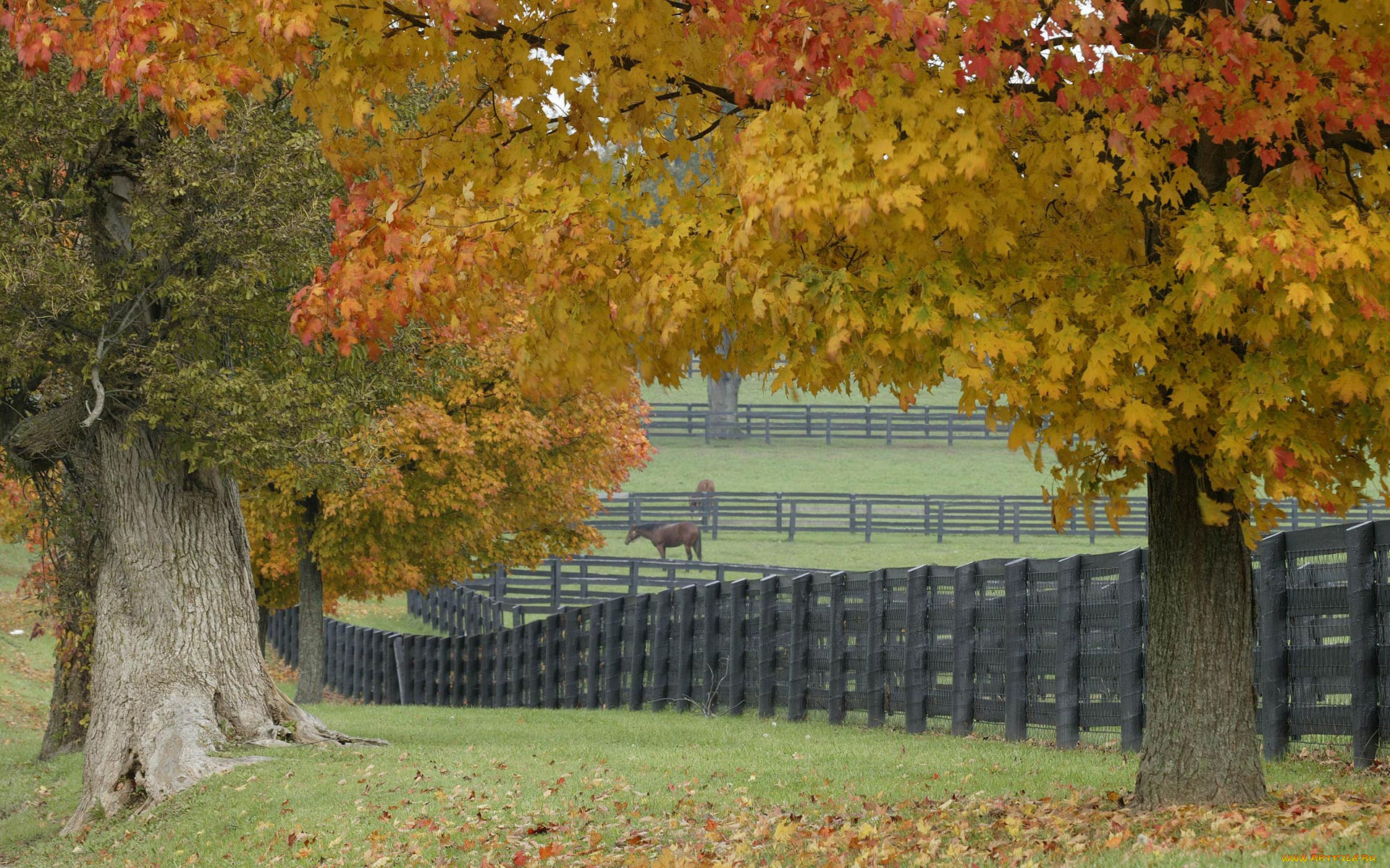 horse, farm, in, fall, , 